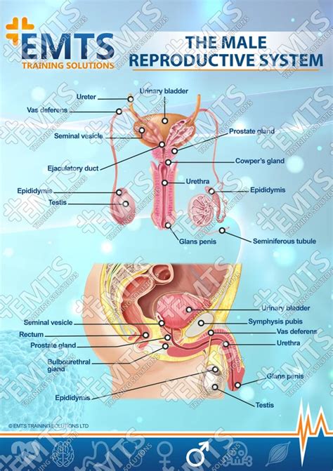 dick pictures|Male Genitalia Pictures, Anatomy & Diagram 